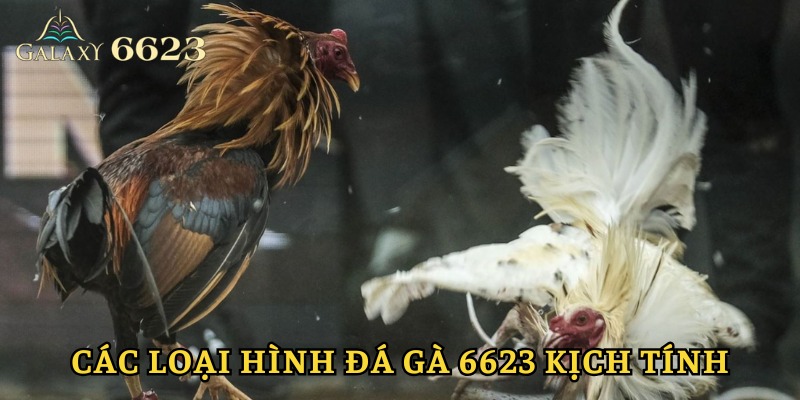 Tổng hợp hình thức đá gà 6623 kịch tính hàng đầu