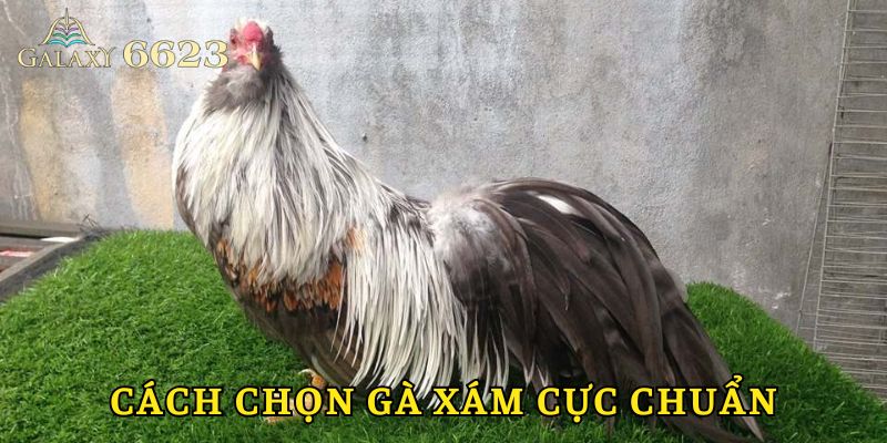 Cách lựa chọn giống chuẩn