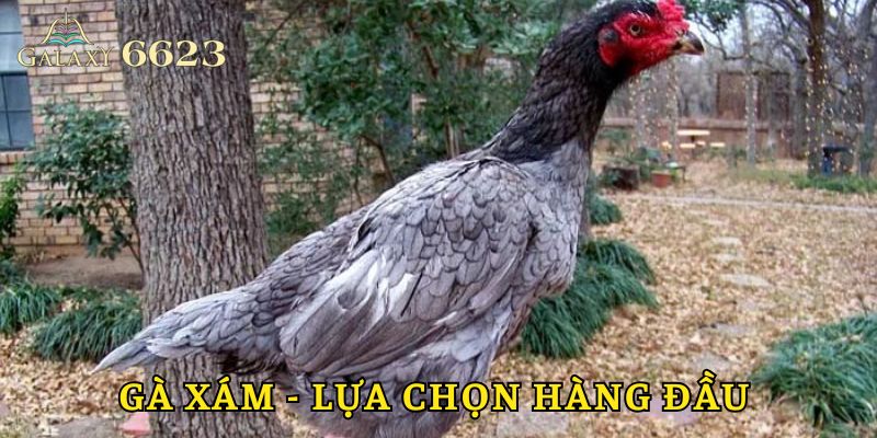 Lý do nên lựa chọn gà xám