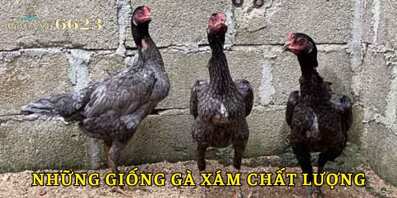 Những giống kê nổi tiếng