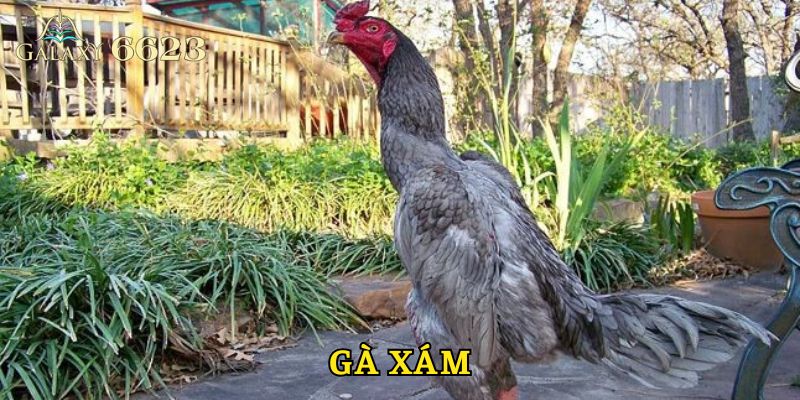 Gà Xám - Lựa Chọn Số Một Cho Kê Thủ Khi Tham Gia Đá Gà