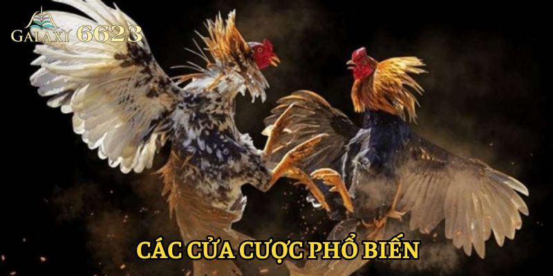 Các hình thức cược